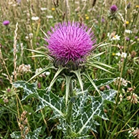 Mariendistel Extrakt