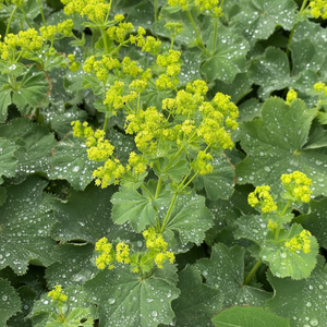 Frauenmantel Extrakt