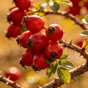 Hagebutten Extrakt