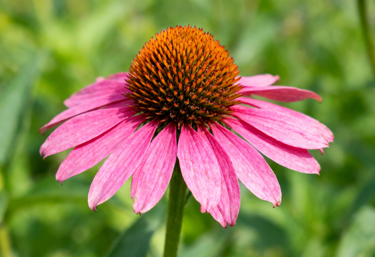 Echinacea Extrakt