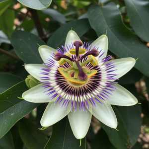 Passionsblumen Extrakt