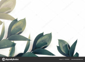 depositphotos 179689660 stock photo green leaves twigs isolated white