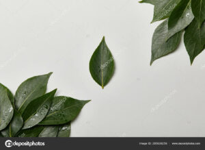 depositphotos 285638256 stock photo green wet fresh leaves isolated